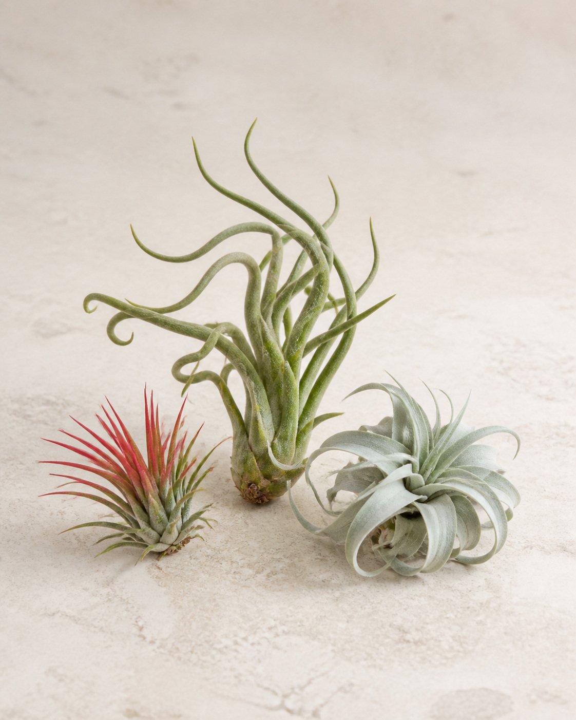 Illustration of Air Plants (Mix Varieties)