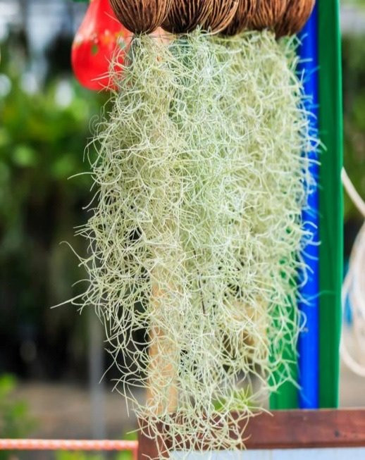Tillandsia Usneoides (Spanish Moss)