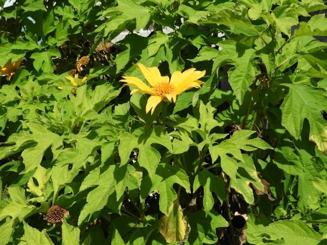 Tithonia Diversifolia
