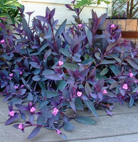 Tradescantia Pallida