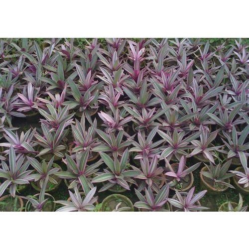 Tradescantia Spathacea Tricolour