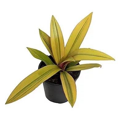 Tradescantia Spathacea Yellow