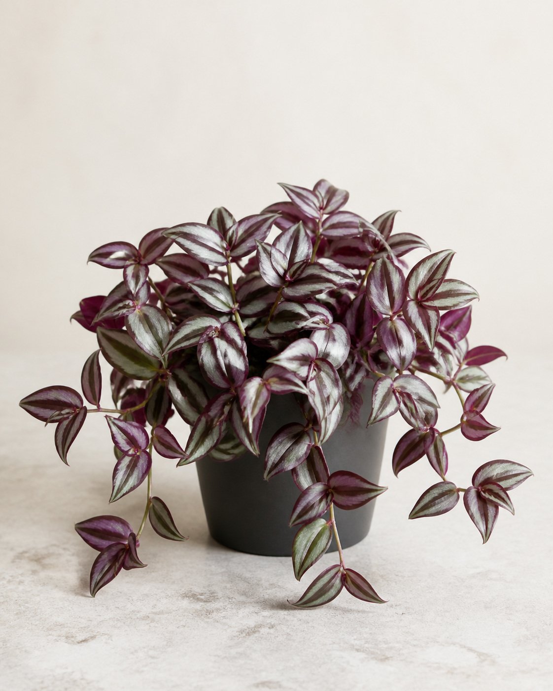 Illustration of Tradescantia Zebrina