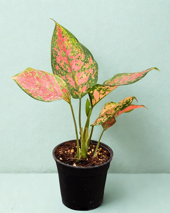 Aglaonema with pink and green speckled leaves in a black nursery pot