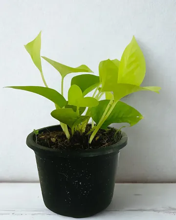 Lemon lime pothos with bright yellow-green leaves in a black nursery pot