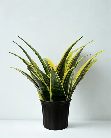 Snake plant with upright, yellow-edged leaves in a black nursery pot